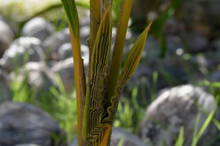 Petit Palmier, Tulum